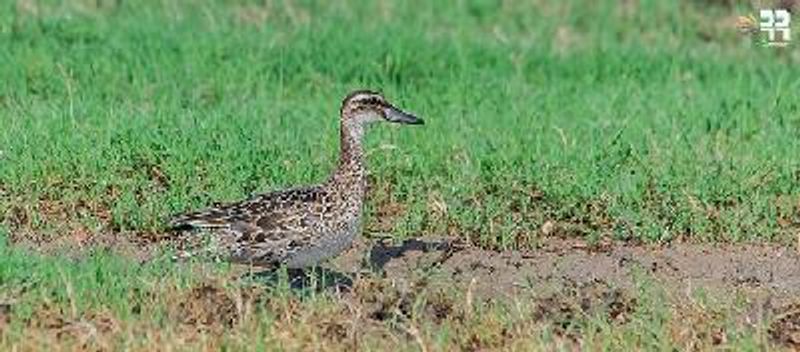 Garganey