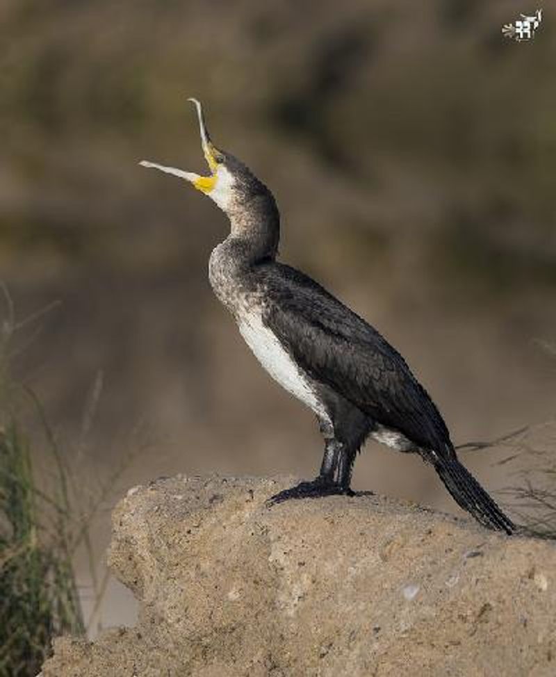 Great Cormorant