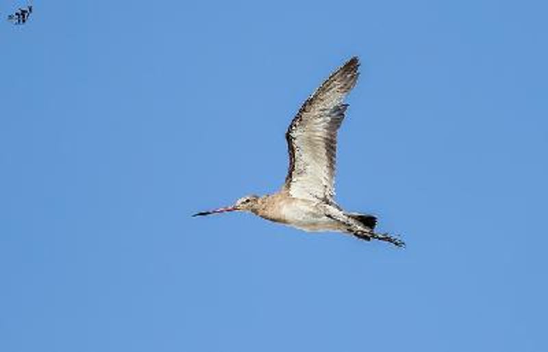 Black tailed Godwit