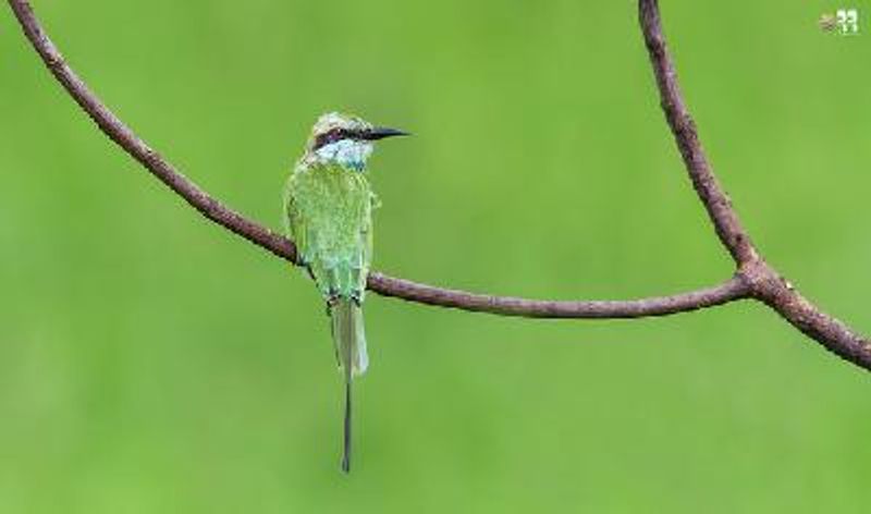 Green Bee eater
