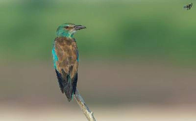 European Roller