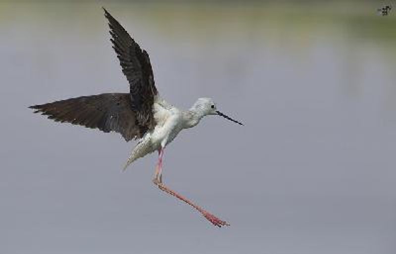 Black winged Stilt