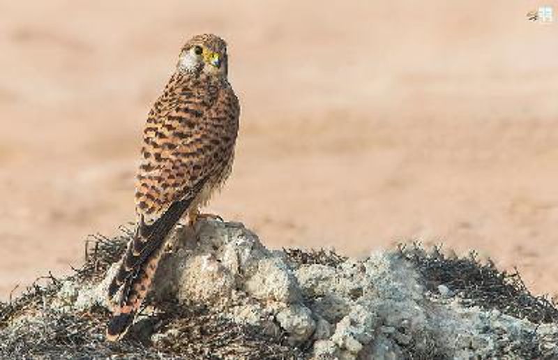 Common Kestrel