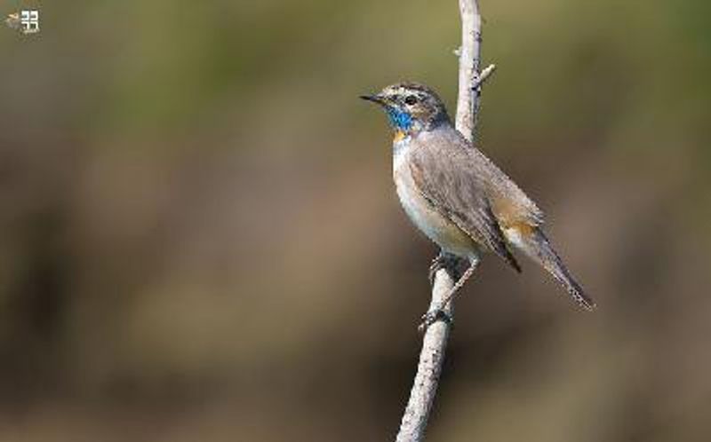 Bluethroat