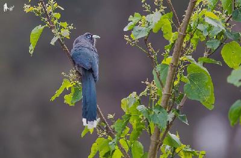 Blue faced Malkoha