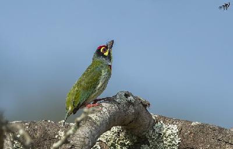 Coppersmith Barbet
