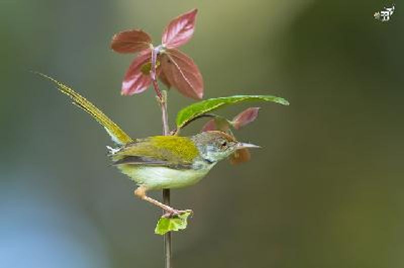 Common Tailorbird