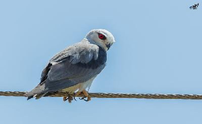 Black winged Kite