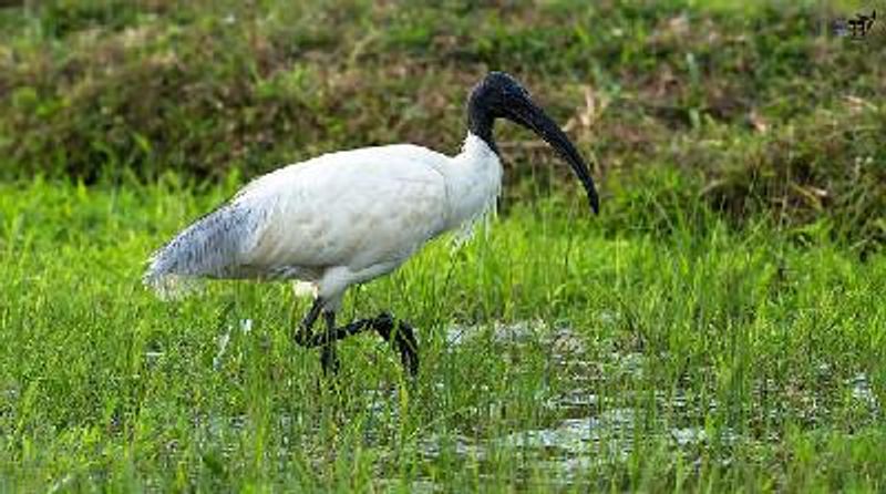 Black headed Ibis