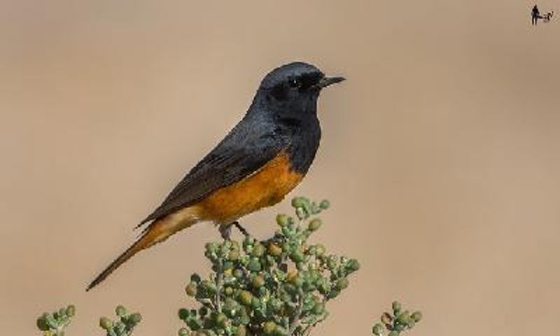 Black Redstart