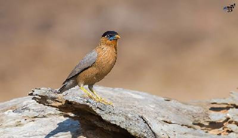 Brahminy Starling