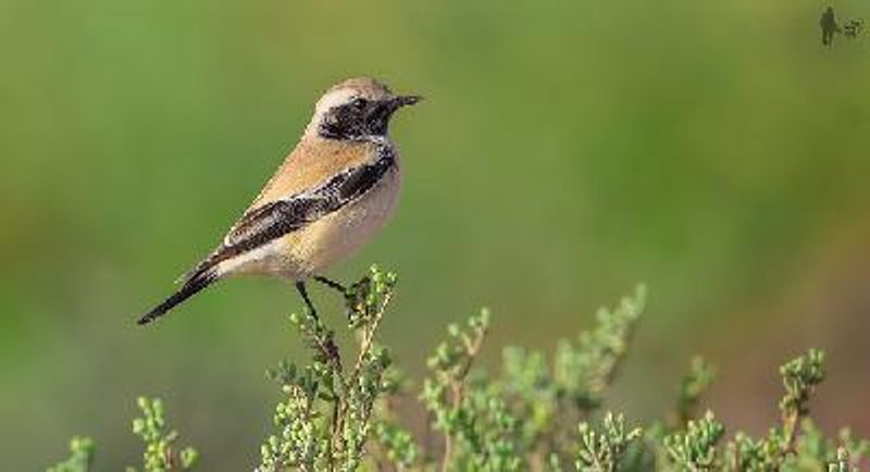 Desert Wheatear