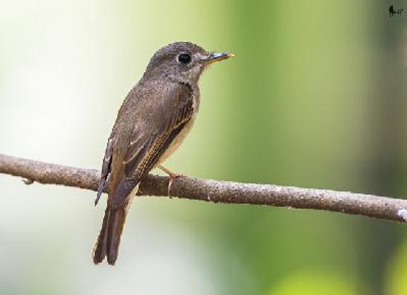 Brown breasted Flycatcher