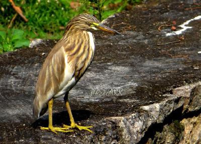 Indian Pond Heron