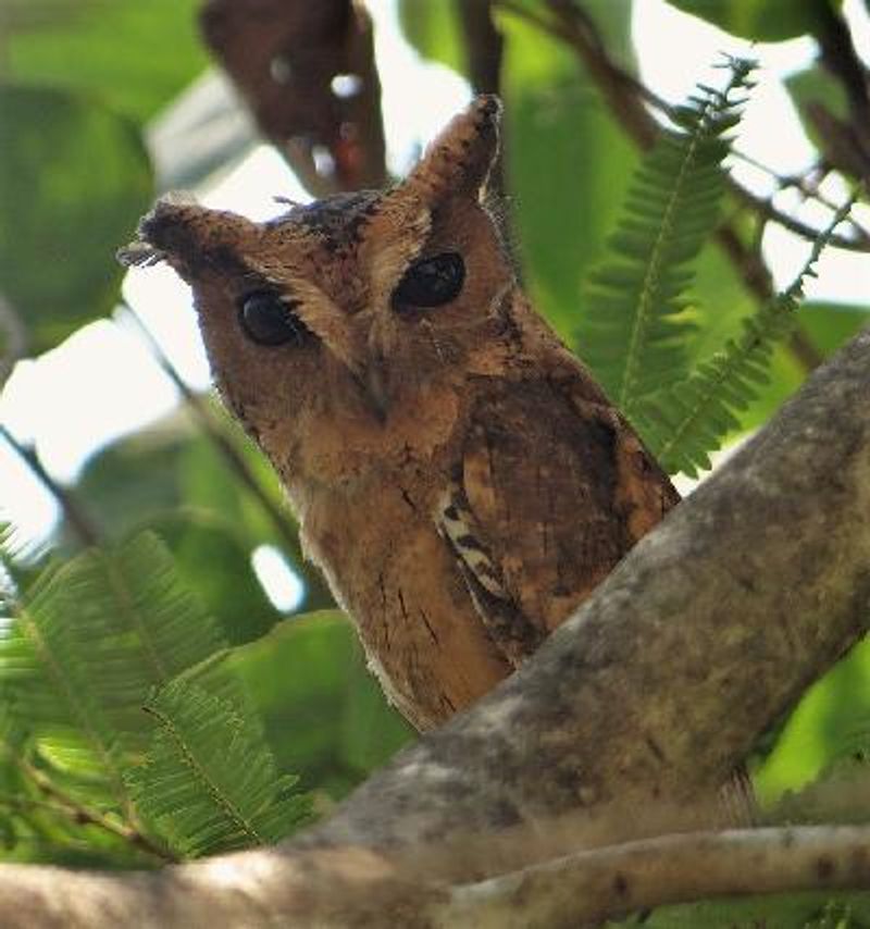 Indian Scops Owl