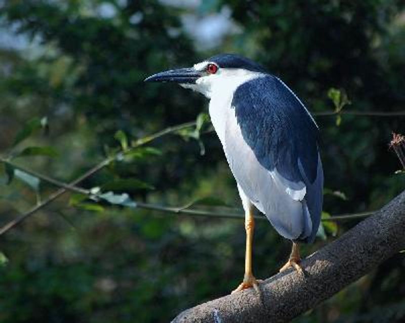 Black crowned Night Heron