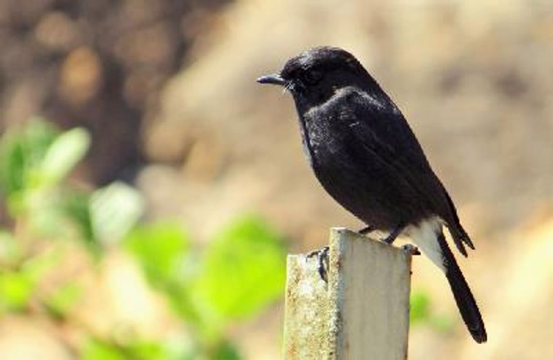 Pied BushChat