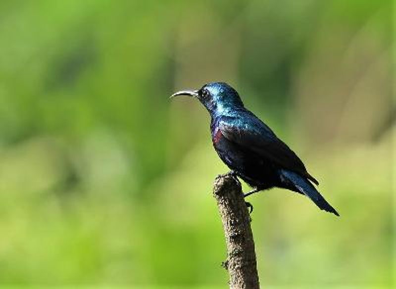 Purple Sunbird
