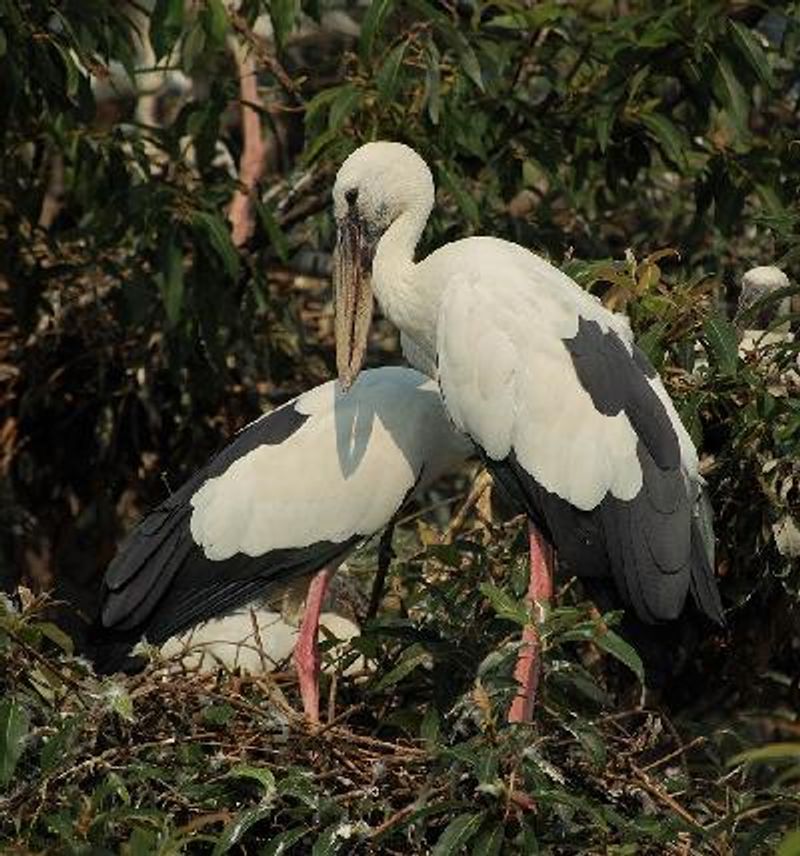 Asian Openbill