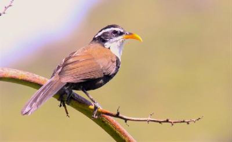 Indian Scimitar Babbler