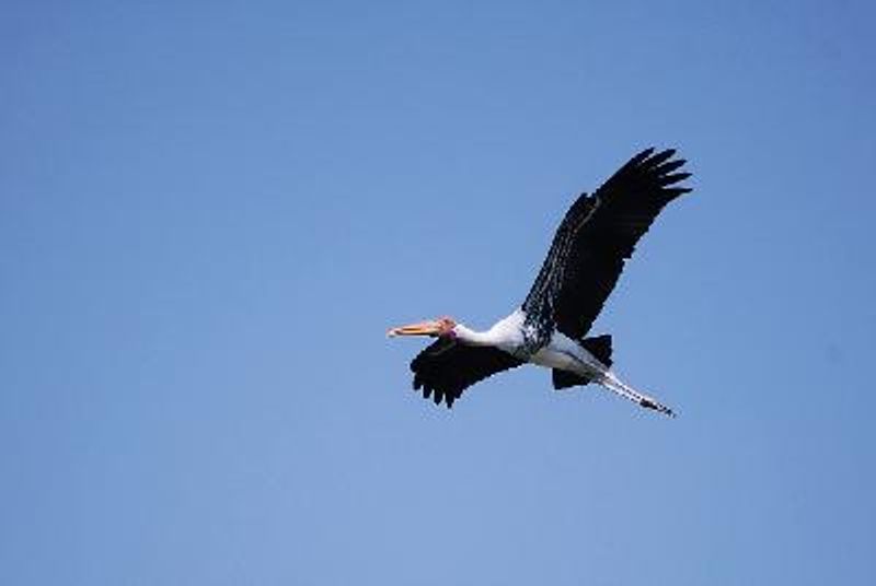 Painted Stork