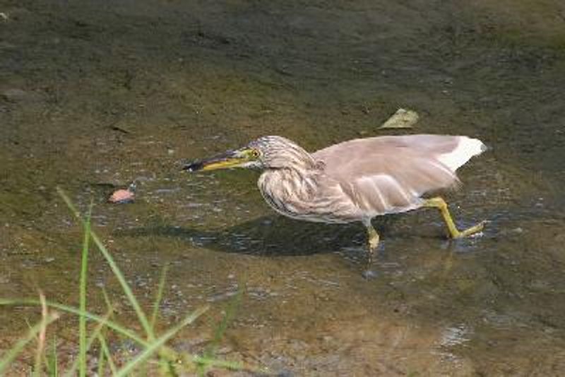 Indian Pond Heron