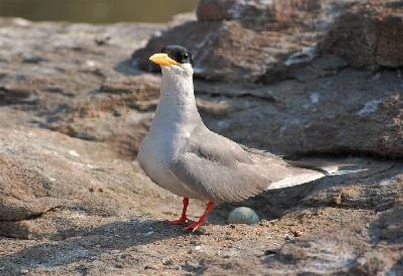 River Tern