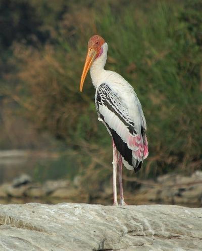 Painted Stork