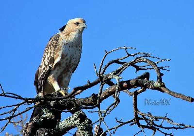 Crested Hawk Eagle