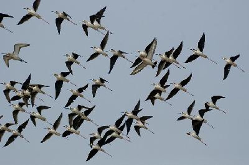 Black winged Stilt