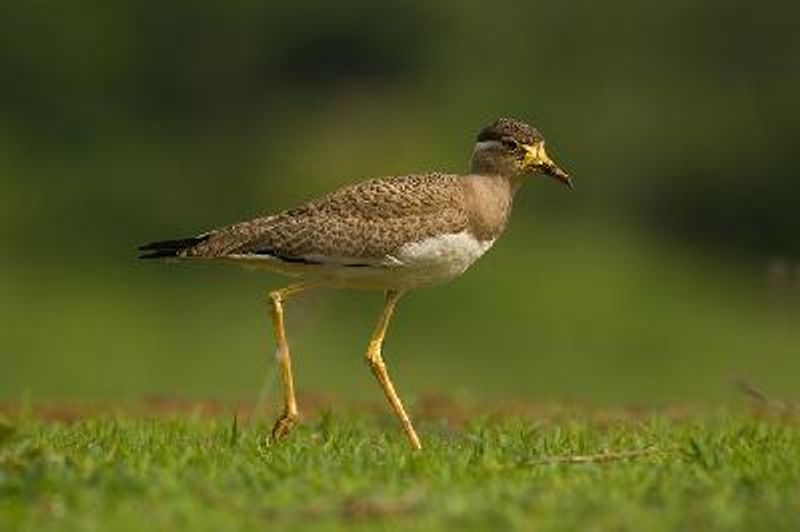 Yellow wattled Lapwing