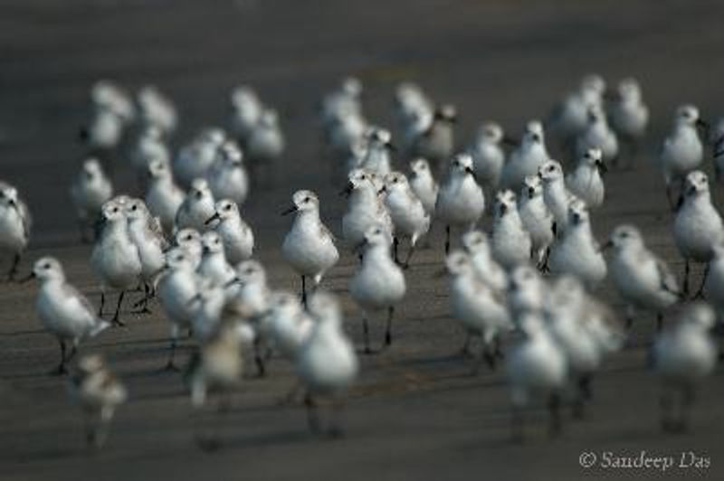 Sanderling
