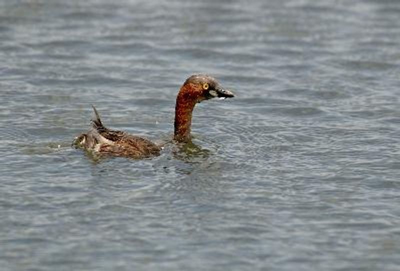 Little Grebe