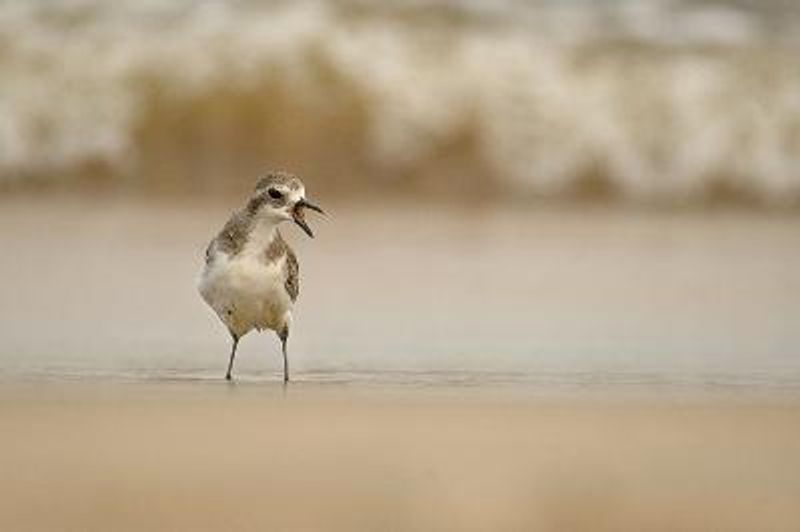 Lesser Sand Plover