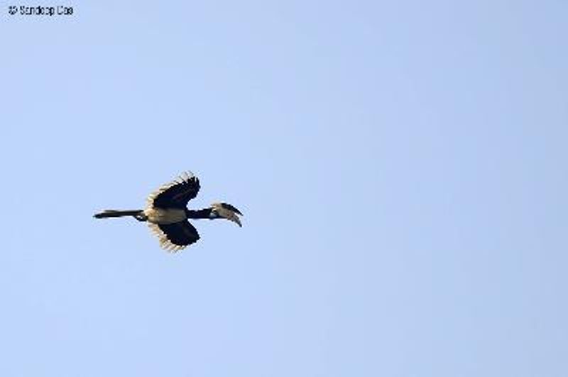 Malabar Pied Hornbill