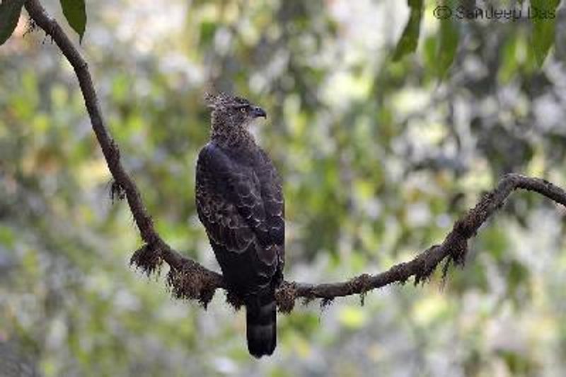 Legge's Hawk Eagle