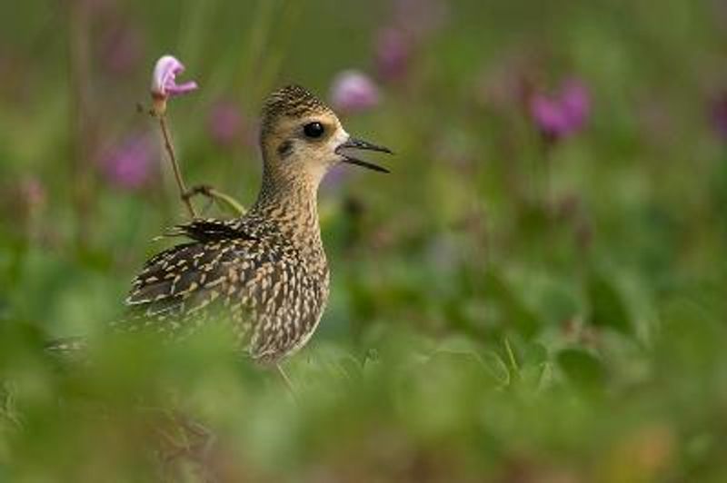 Pacific Golden Plover