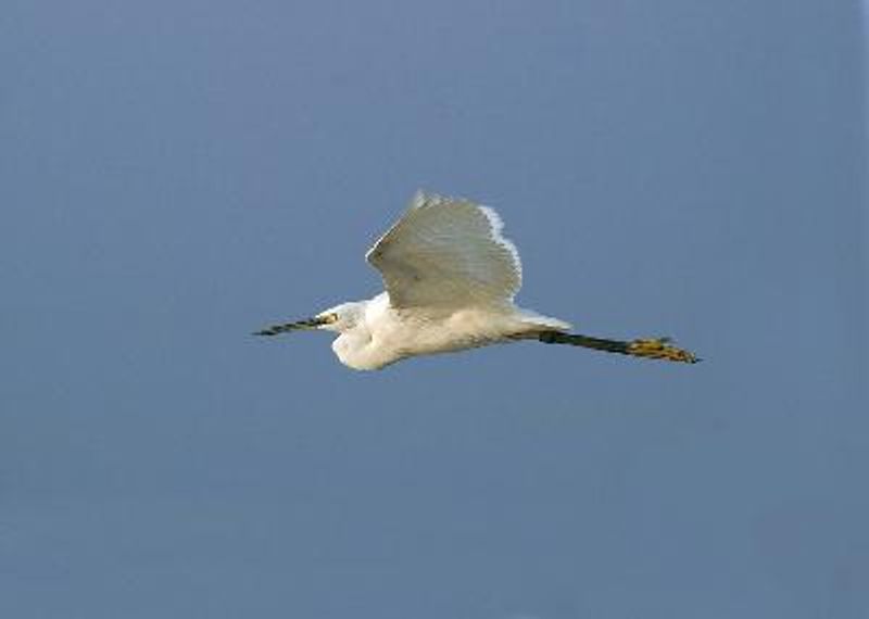 Little Egret