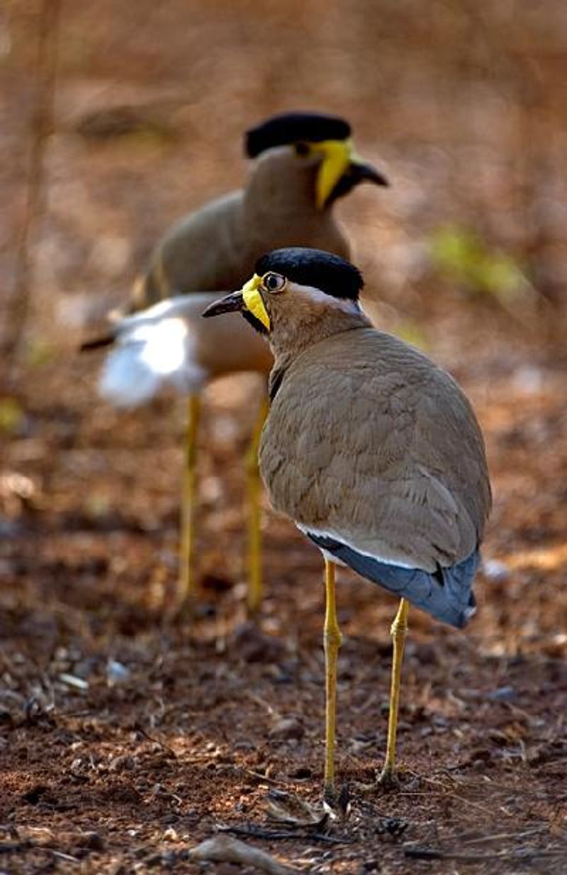 Yellow wattled Lapwing