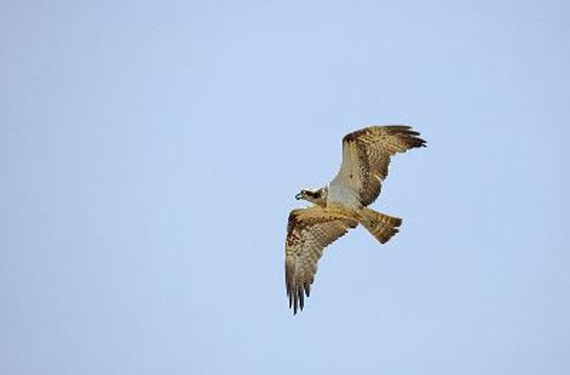 Osprey