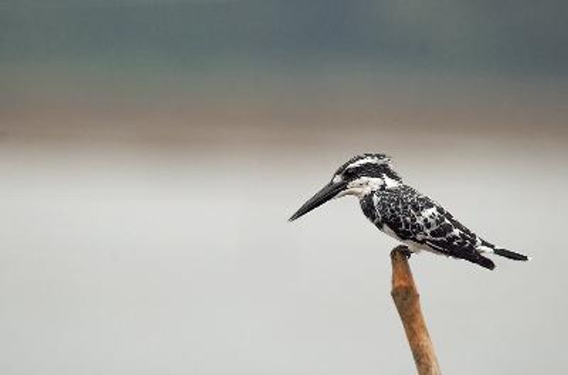 Pied Kingfisher