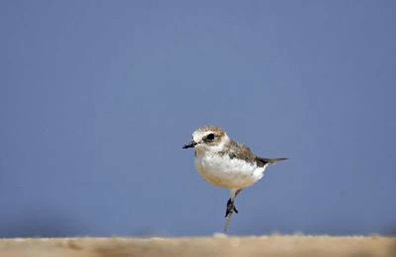Kentish Plover