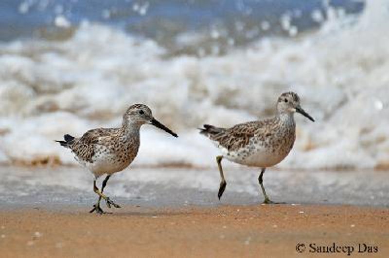 Great Knot