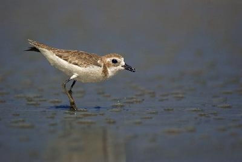 Greater Sand Plover