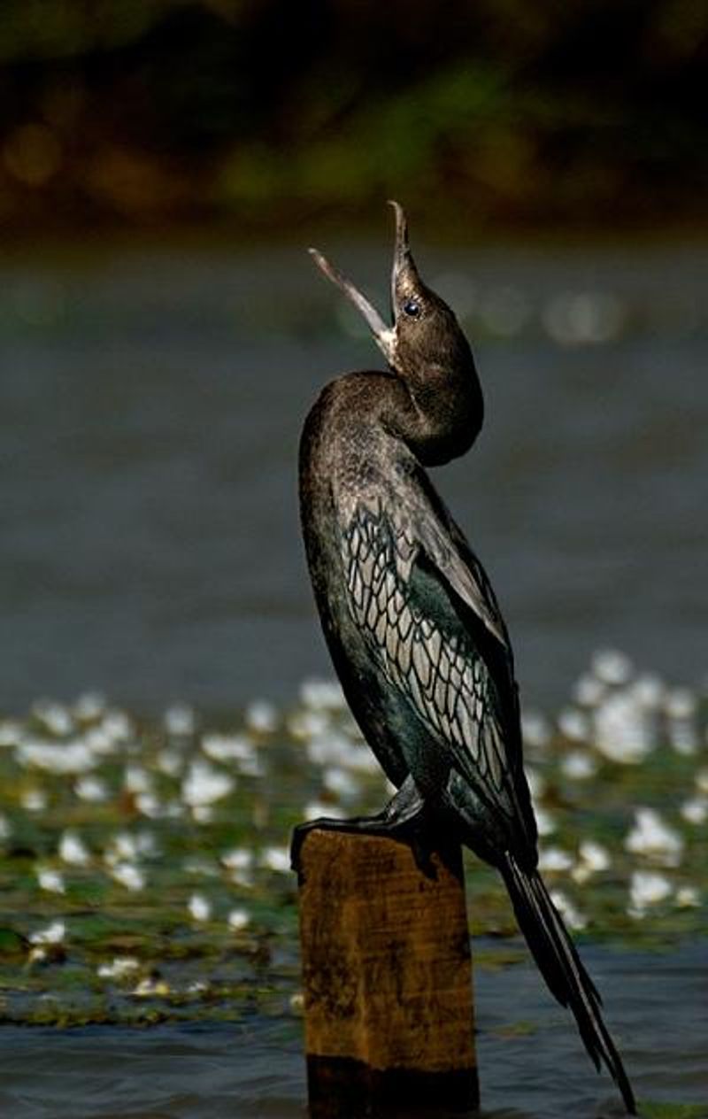 Little Cormorant