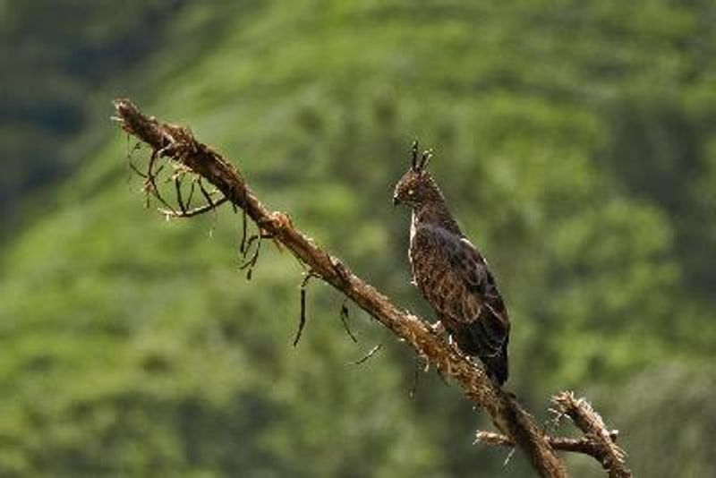 Crested Hawk Eagle