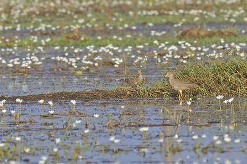 Grey headed Lapwing