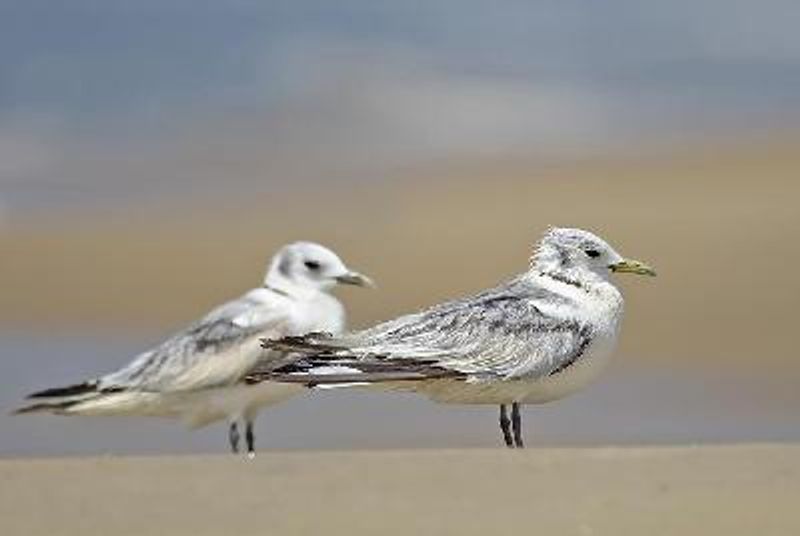 Black legged Kittiwake