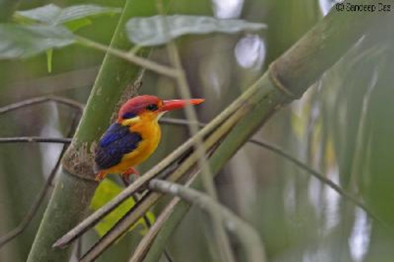 Oriental Dwarf Kingfisher