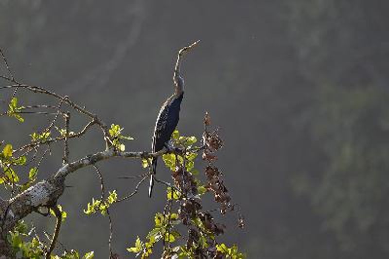 Oriental Darter